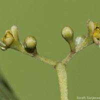 Cinnamomum citriodorum Thwaites